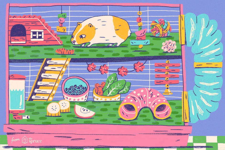 豚鼠在笼子里的插图