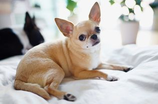 琪琪