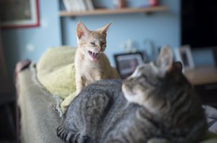 积极的家猫