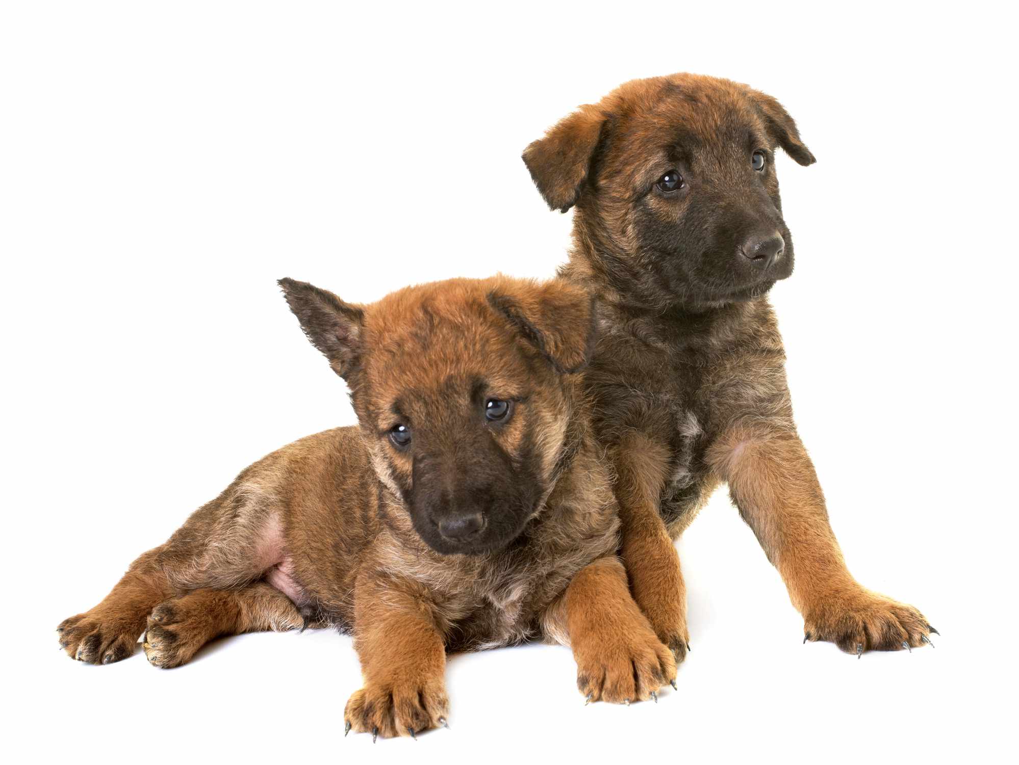 白色背景的拉克诺伊斯幼犬