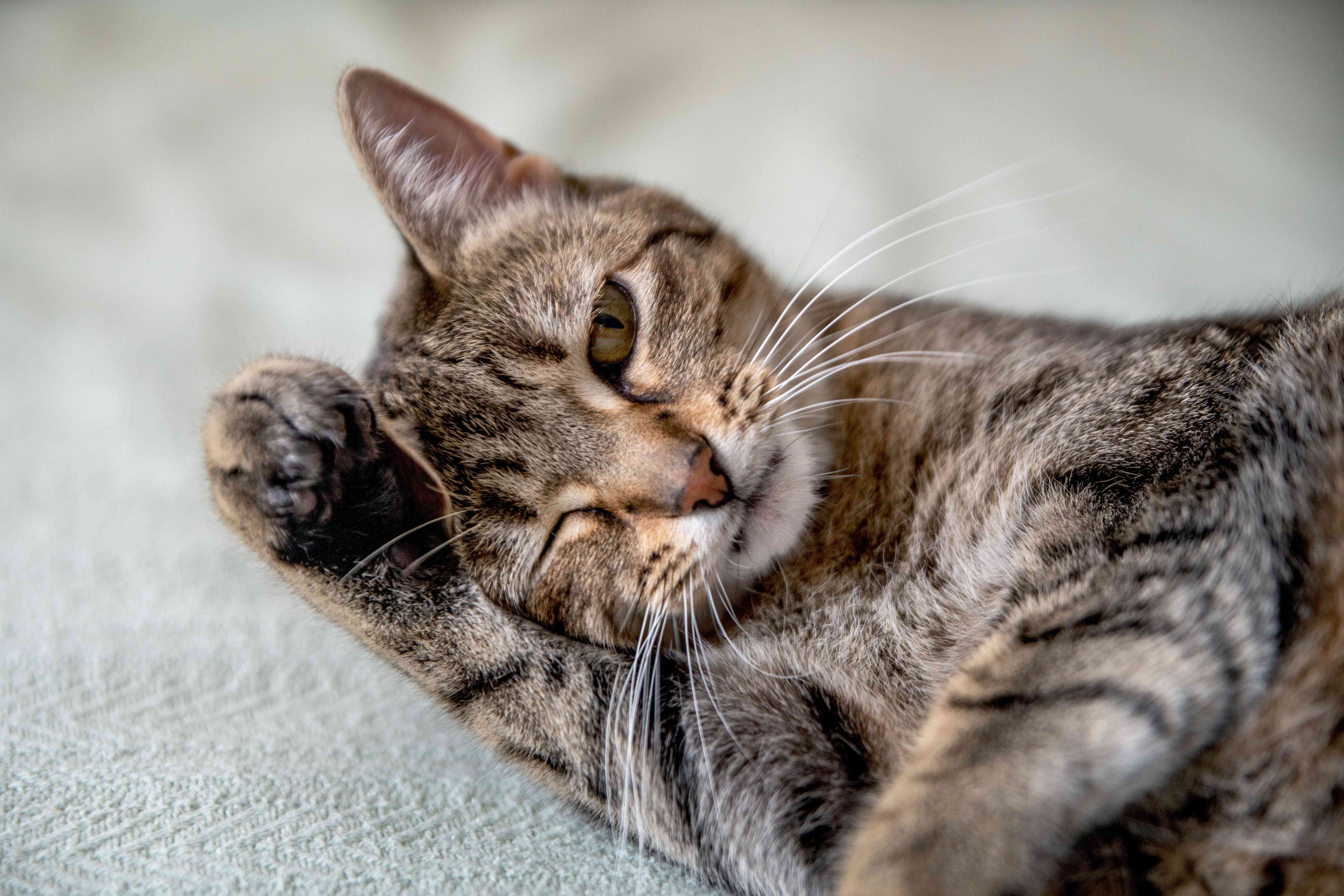 棕色条纹的猫在梳理毛发时摩擦着头部