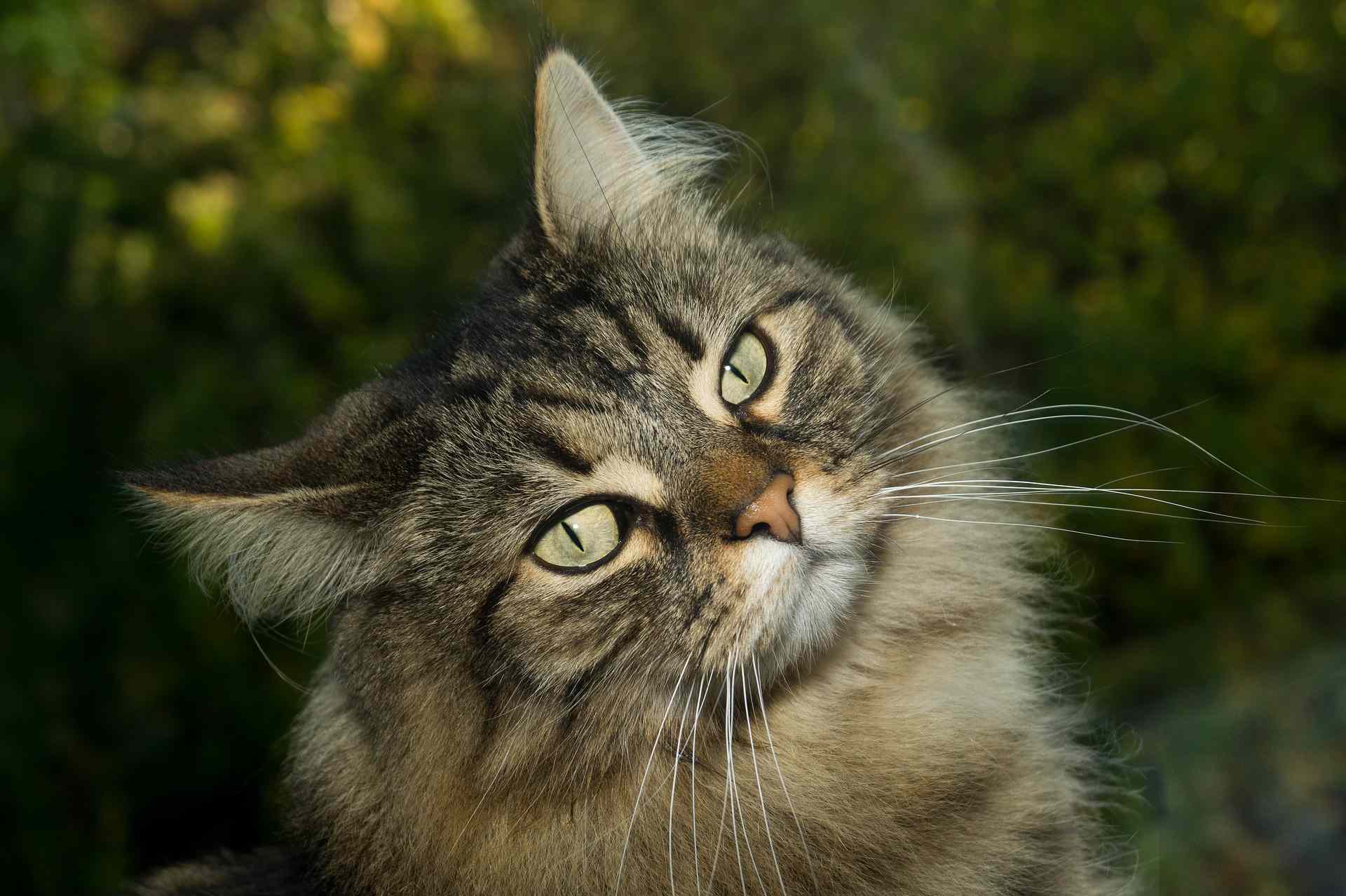 户外的挪威森林猫。