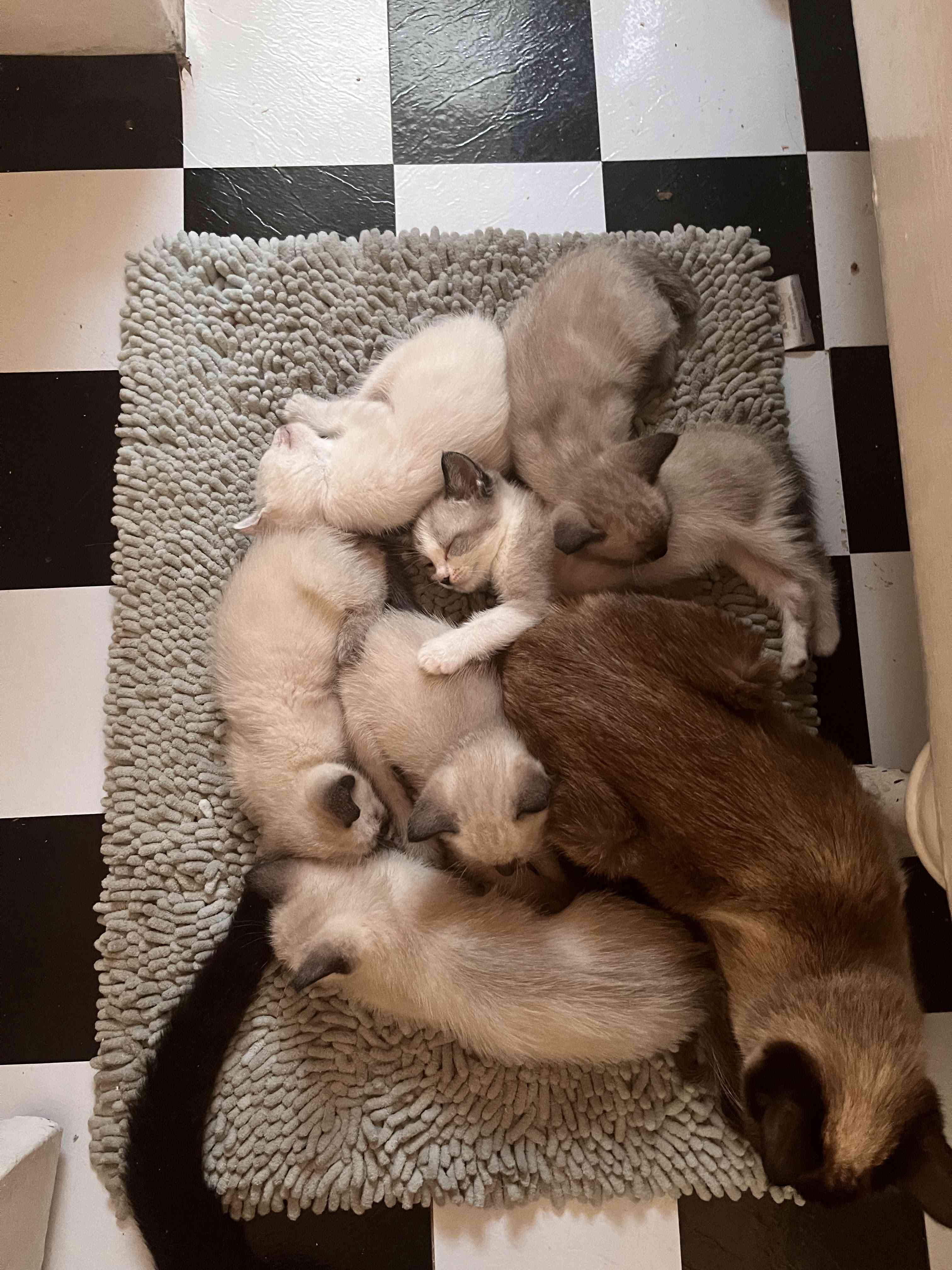 猫和婴儿一起睡在一起