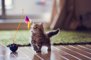 小猫玩玩具