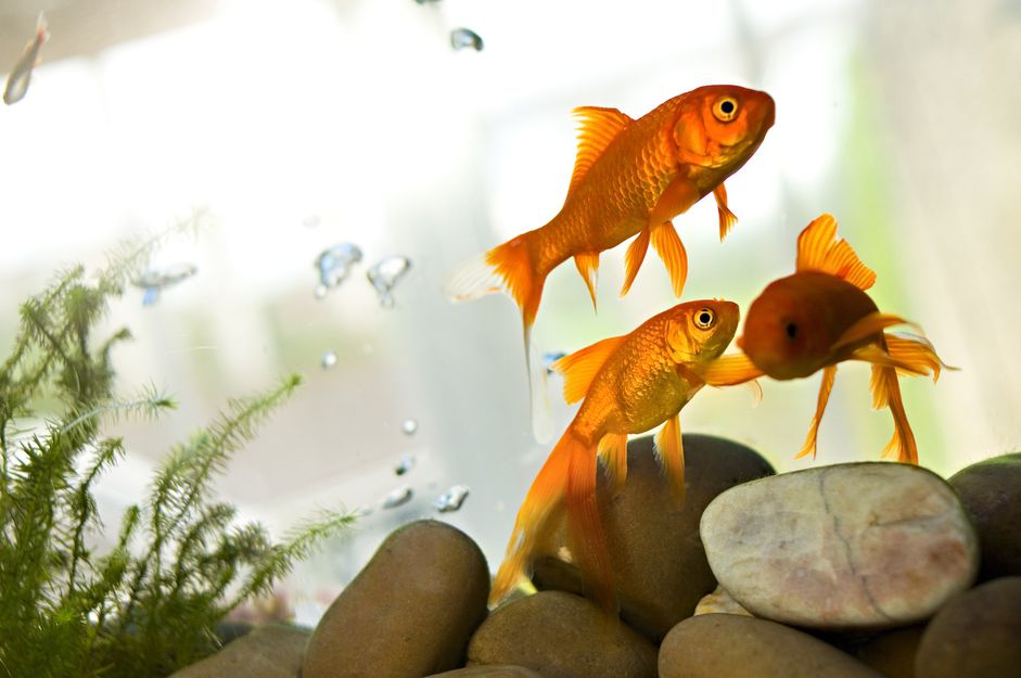 金鱼在水族馆里游泳