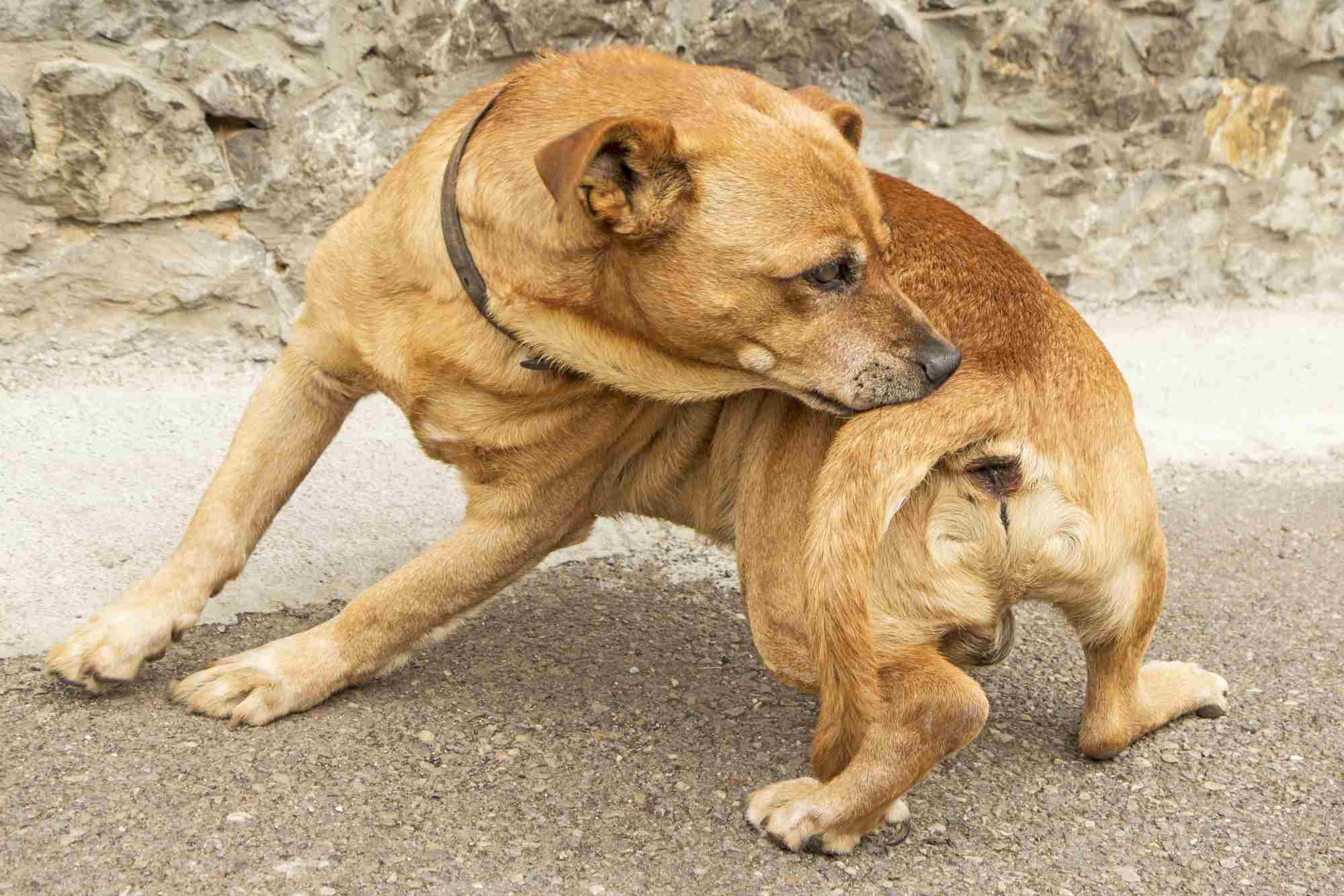痒的狗