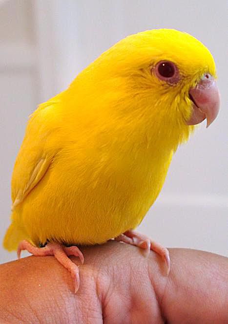 黄色parrotlet
