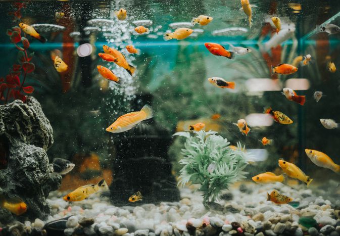 水族馆水族馆