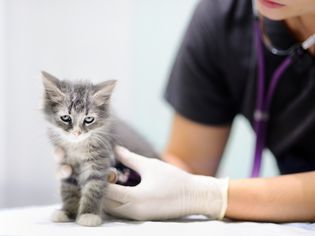年轻的女兽医看着可爱的小猫