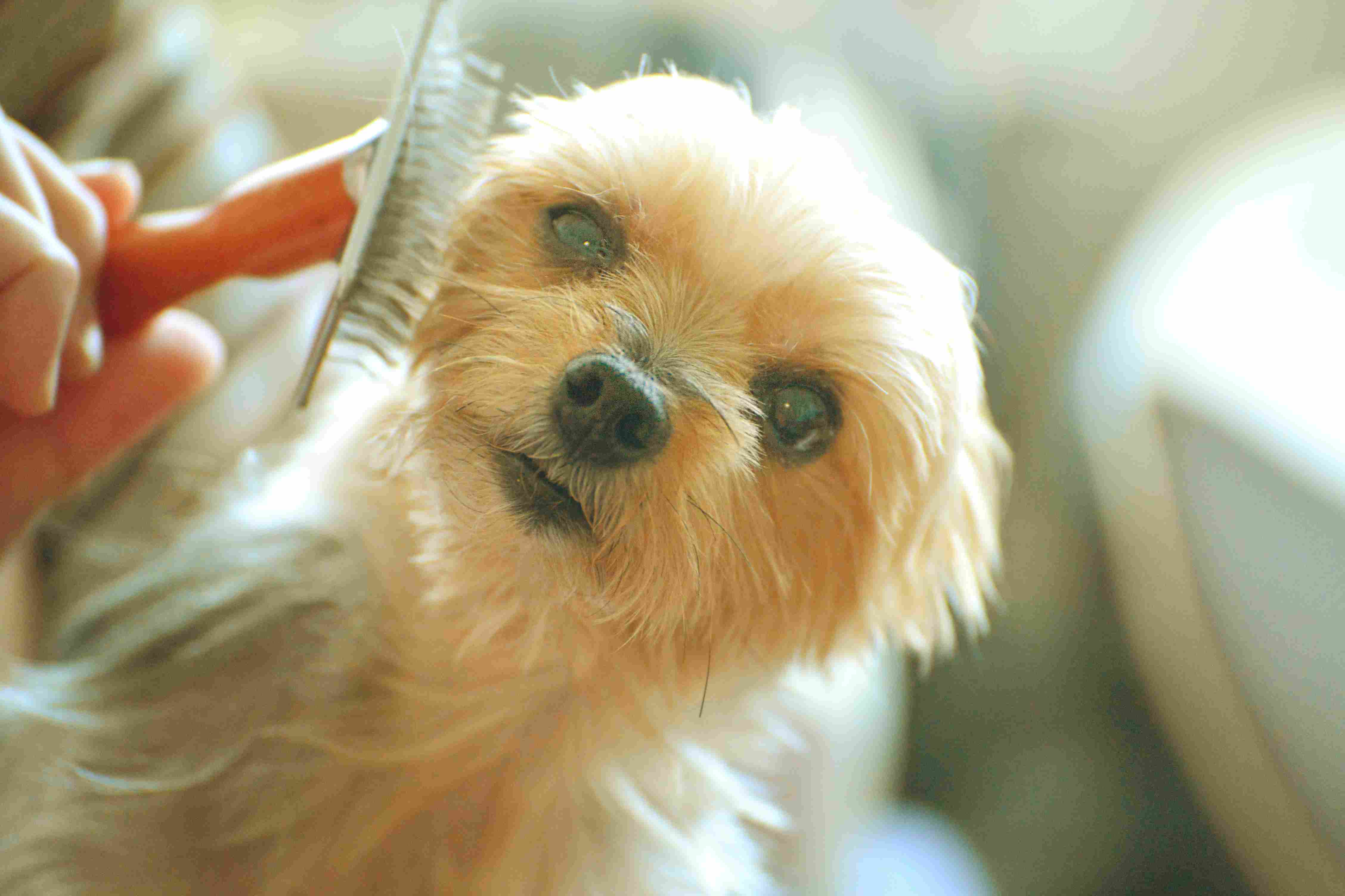Yorkie梳头