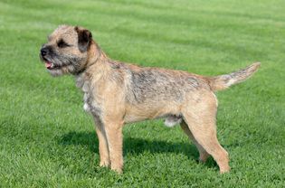Border terrier standing on grass