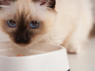海豹点伯曼猫，4个月大的小猫，雄性。