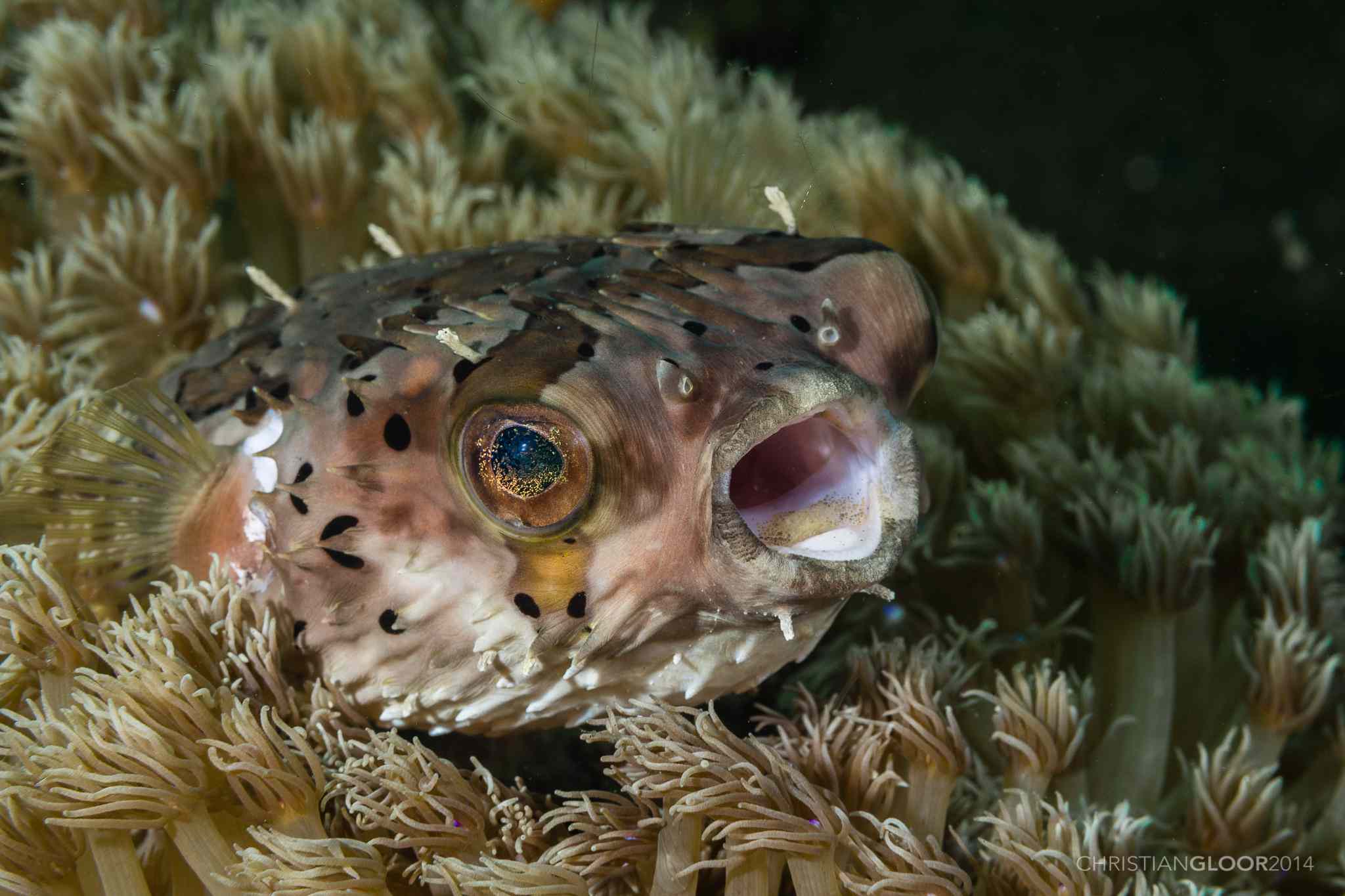 斑点豪猪鱼(Diodon holocanthus)， Wakatobi潜水度假村，印度尼西亚