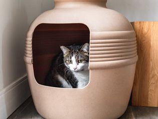 猫在猫砂盒里