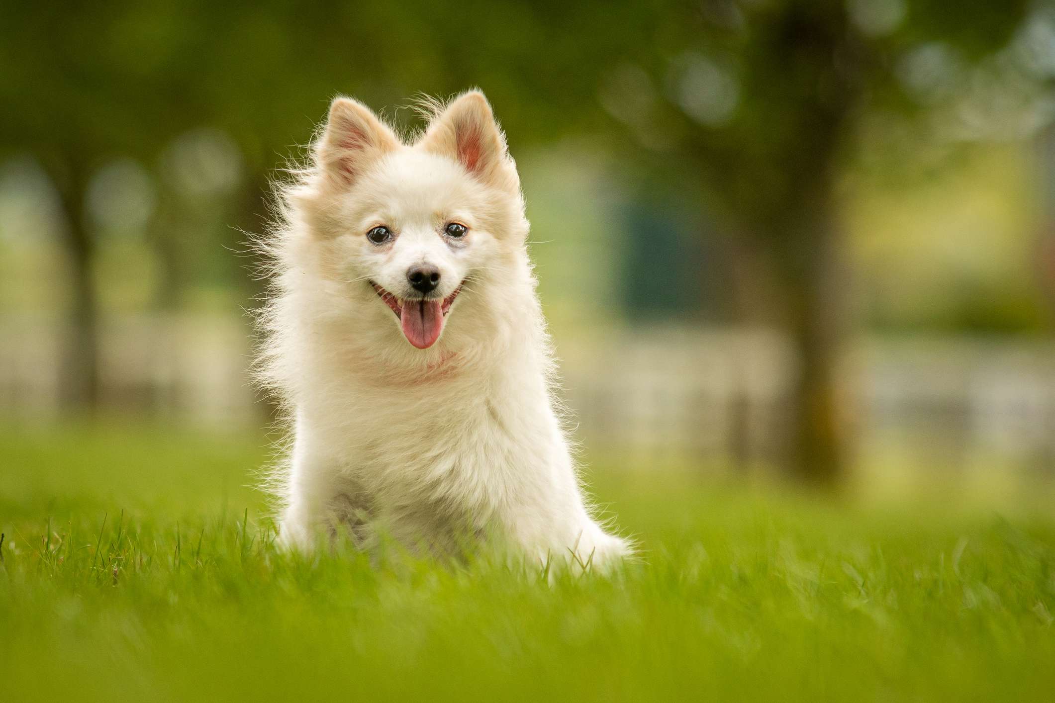 德国猎犬
