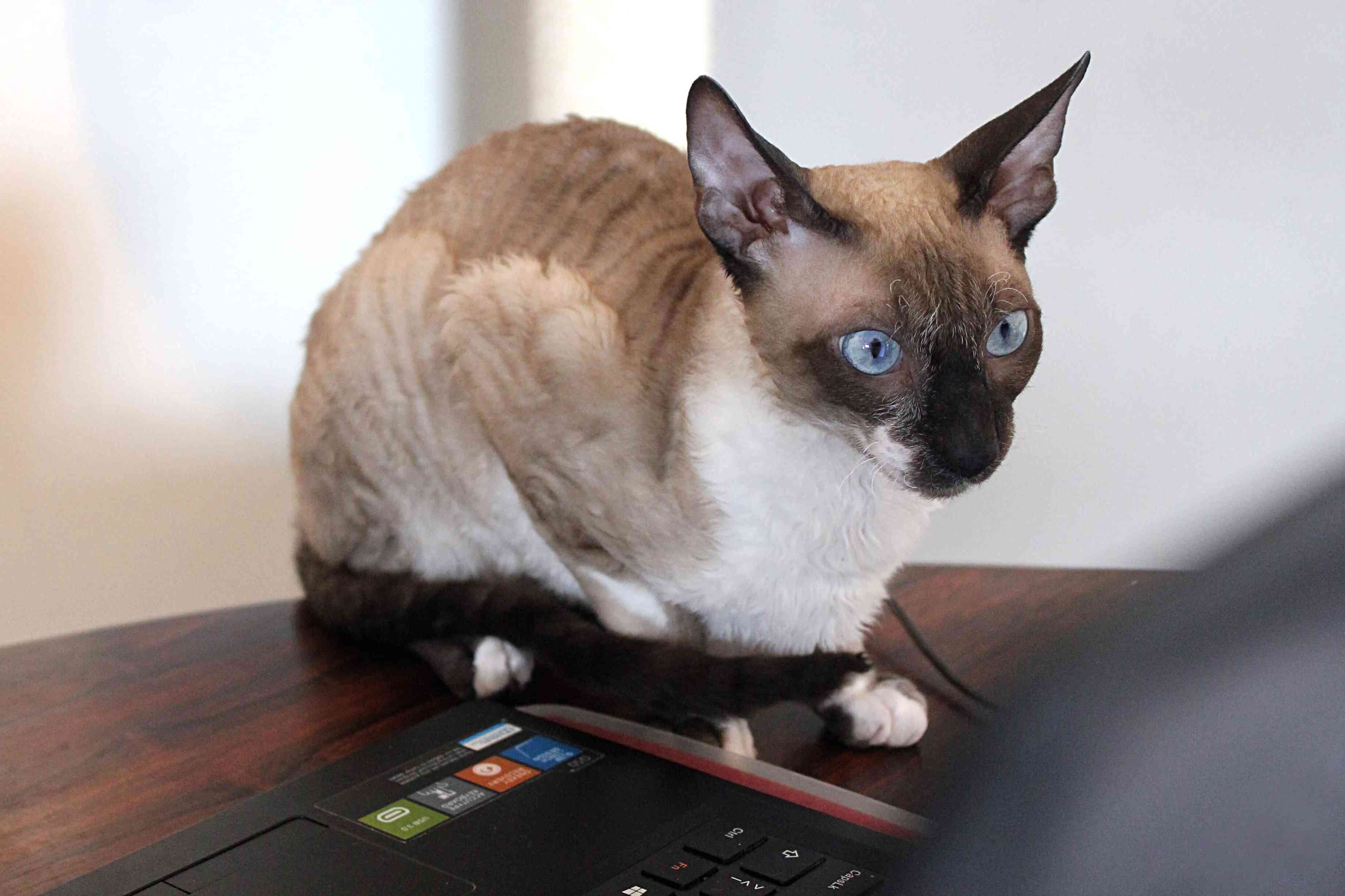 康沃尔郡的雷克斯猫