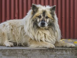 一只冰岛牧羊犬躺在红色金属墙前