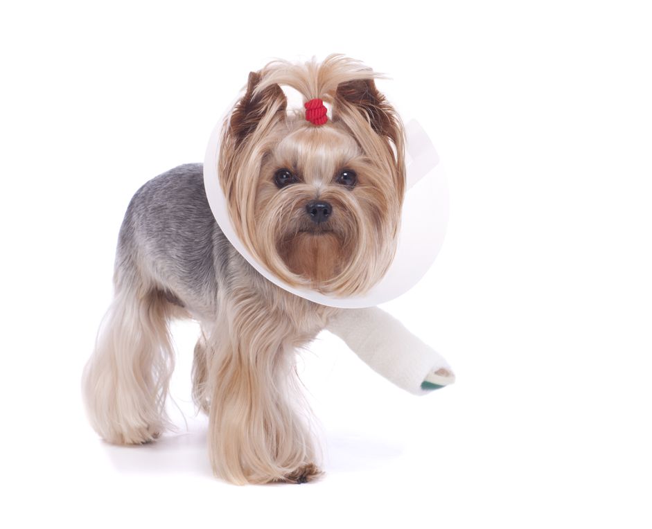 断腿的约克犬