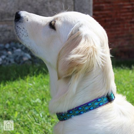 LupinePet Dog Collar