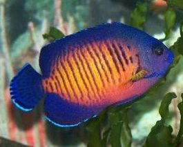 珊瑚美人神仙鱼(Centropyge bispinosus)