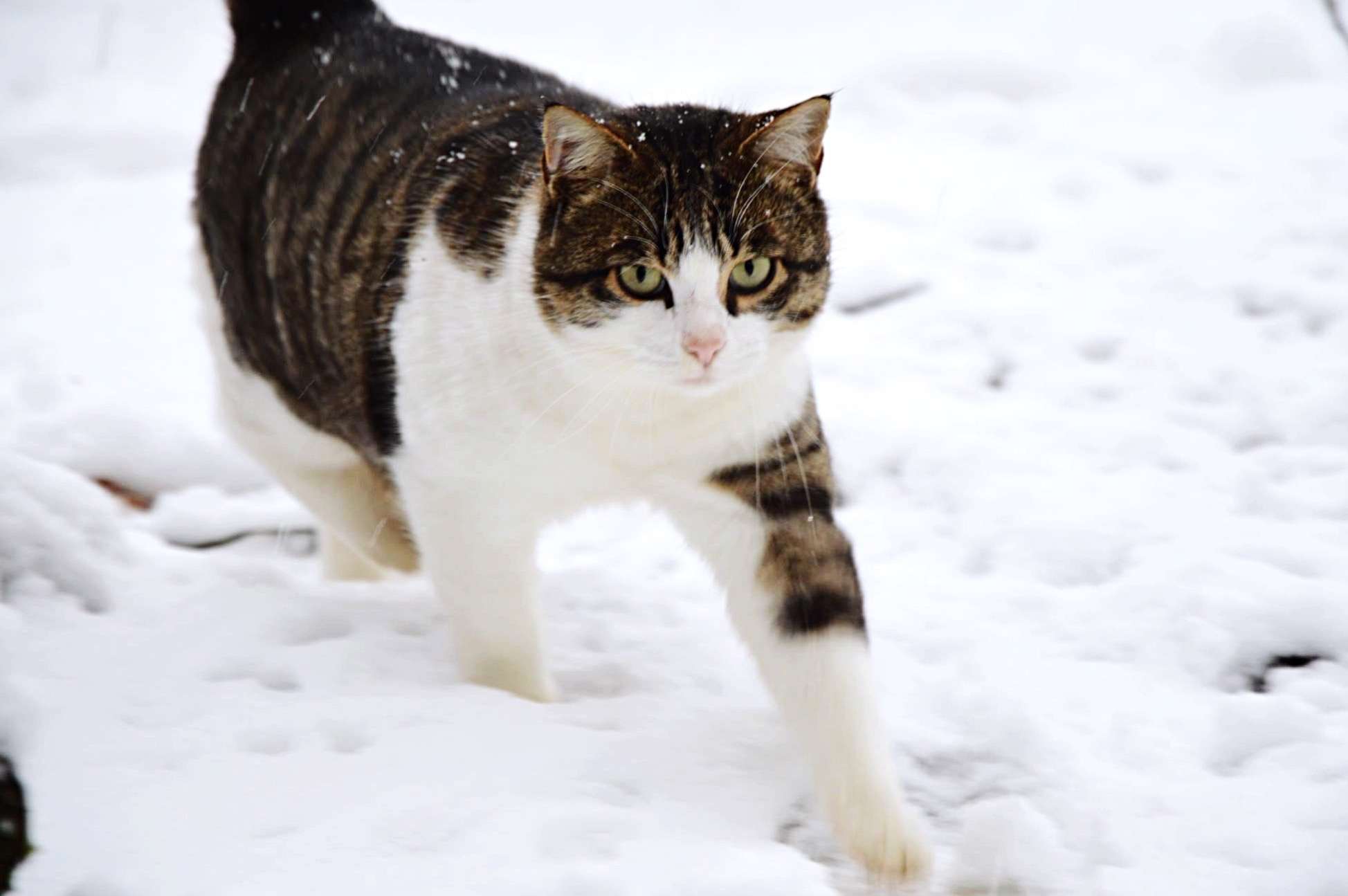 猫走在雪地上的肖像