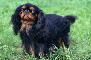 草地上黑棕色的英国玩具猎犬