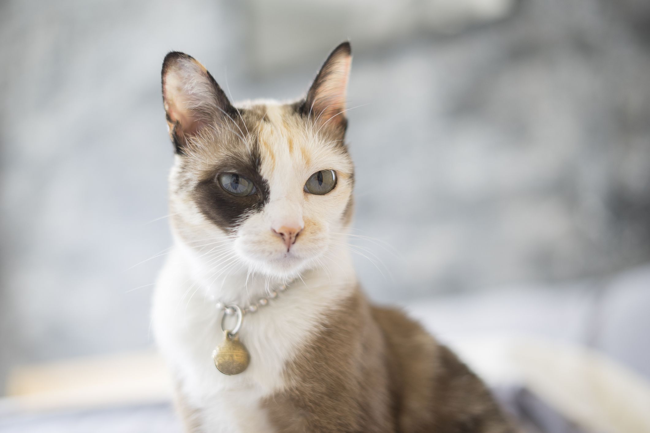 一只蓝眼睛的印花布克拉特猫坐了起来。
