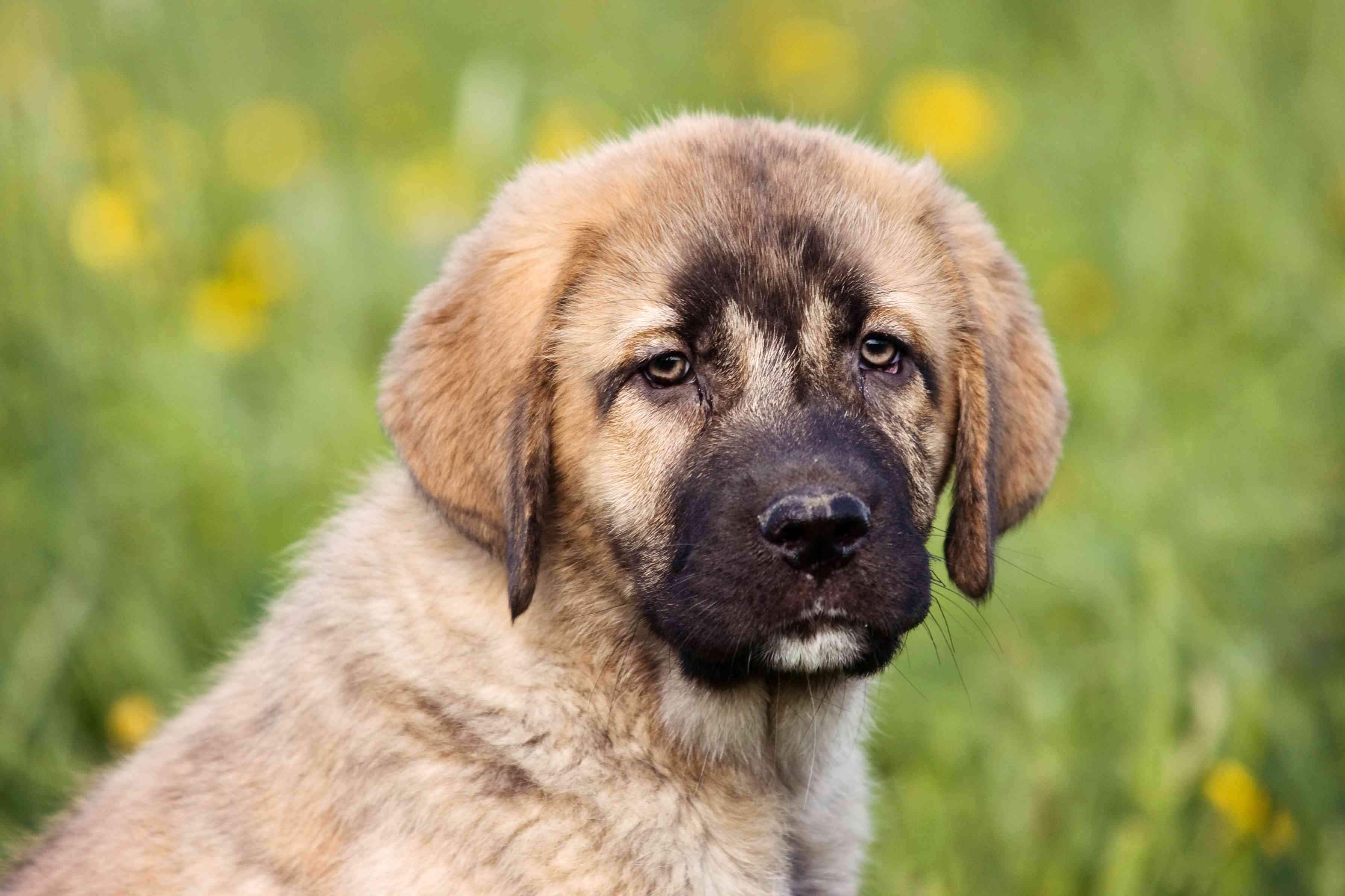 西班牙獒犬幼犬头部中枪