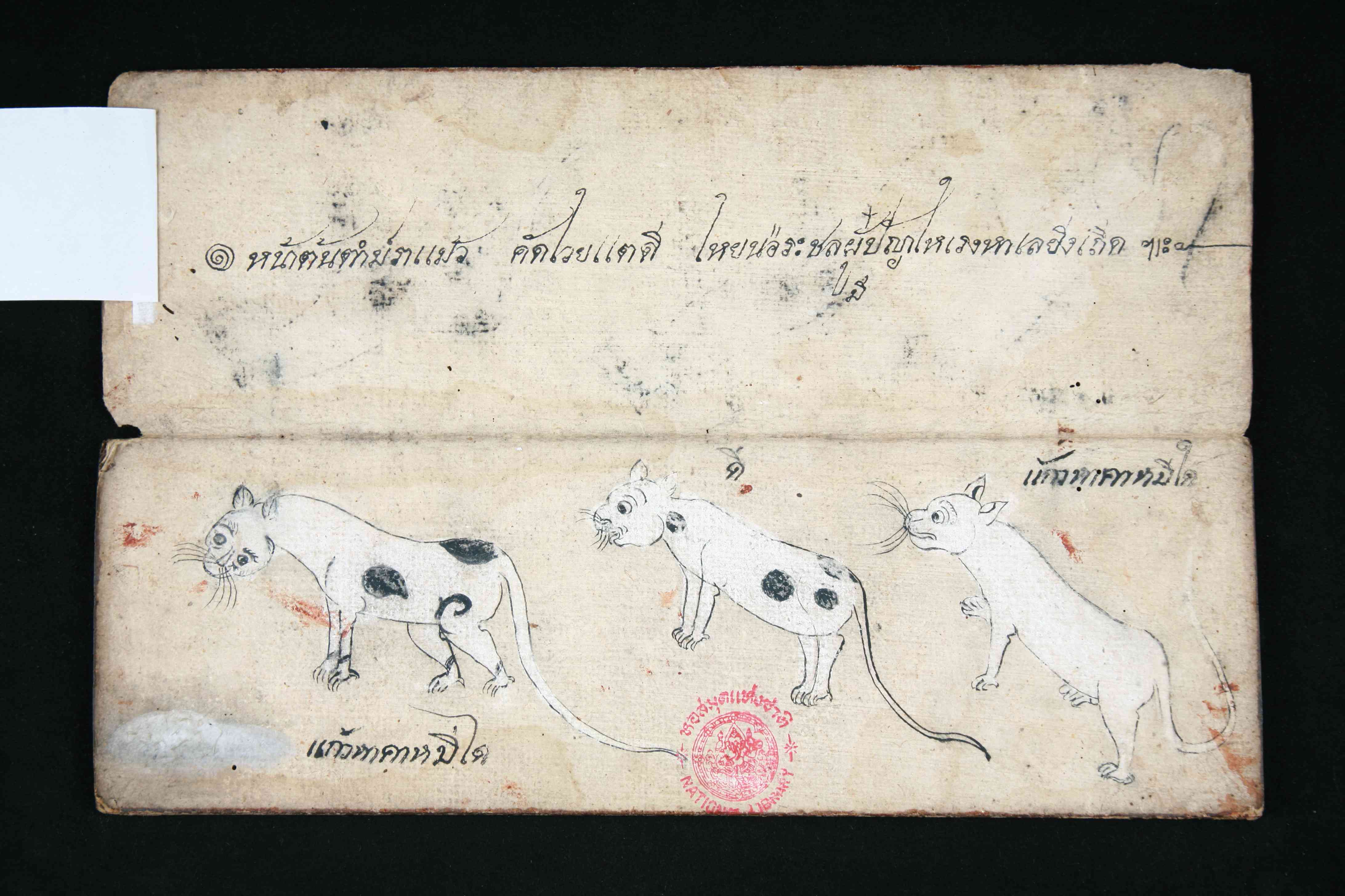 Tamra Maew Khao Manee猫