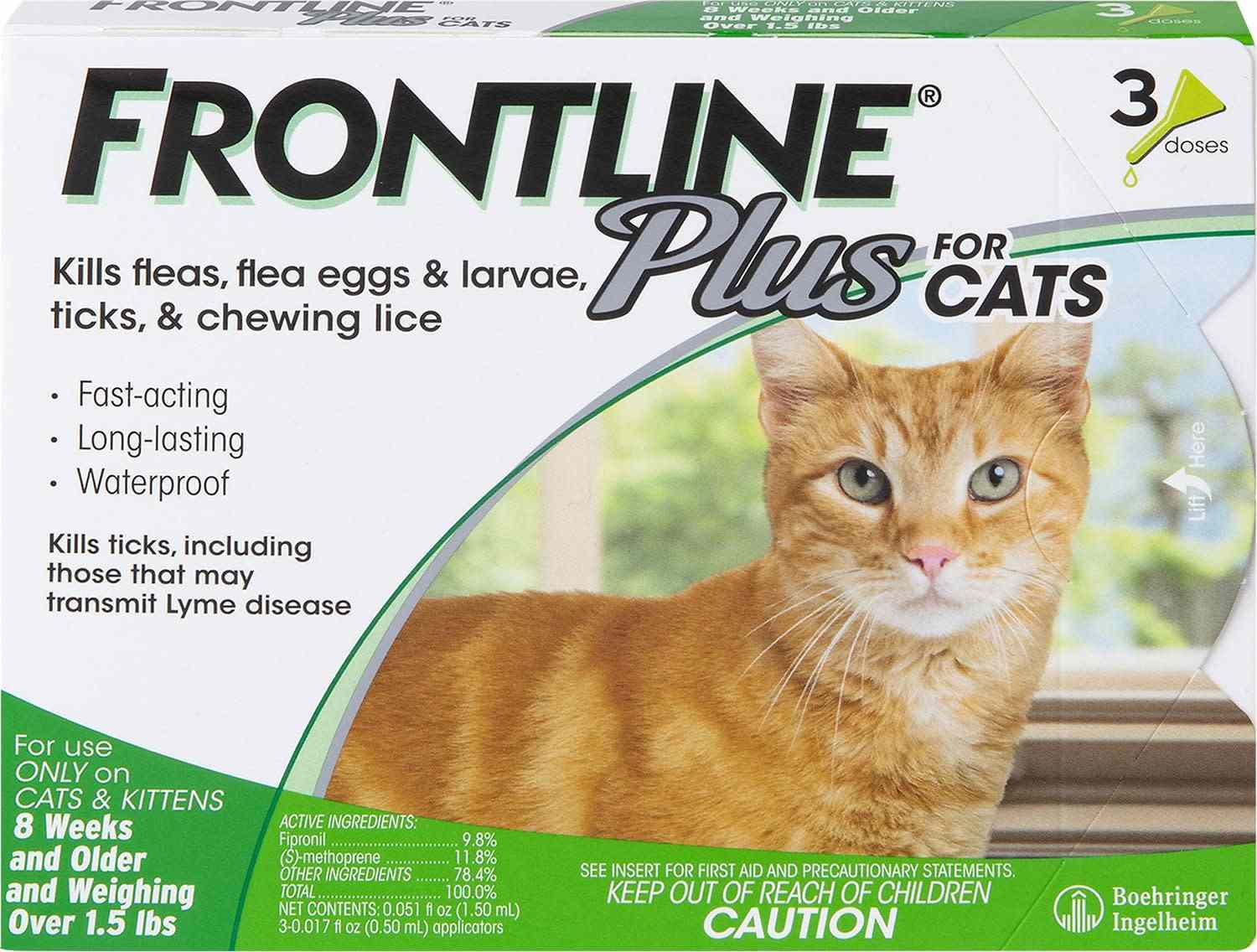 猫咪前线