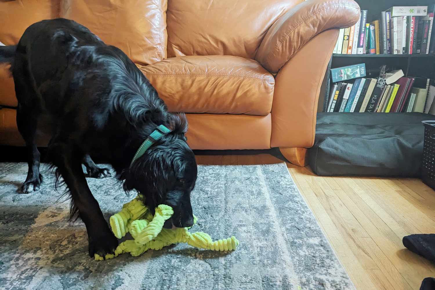 Dog chewing on the HuggleHounds Knotties Dog Toys