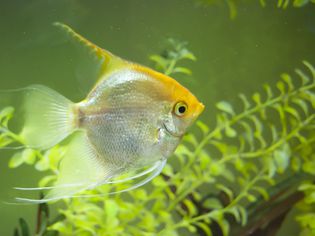 天使鱼与漂浮植物一起在鱼缸里游泳