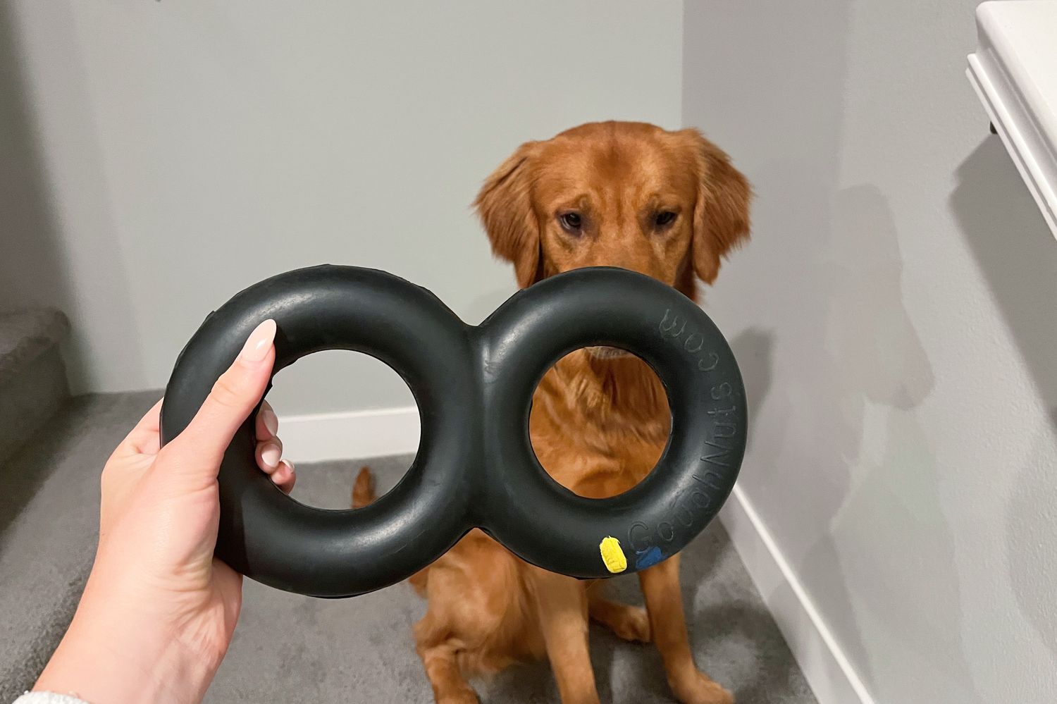 Person holding the Goughnuts Maxx Heavy Duty Tug Dog Toy for their dog