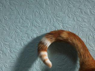 猫的尾巴卷曲