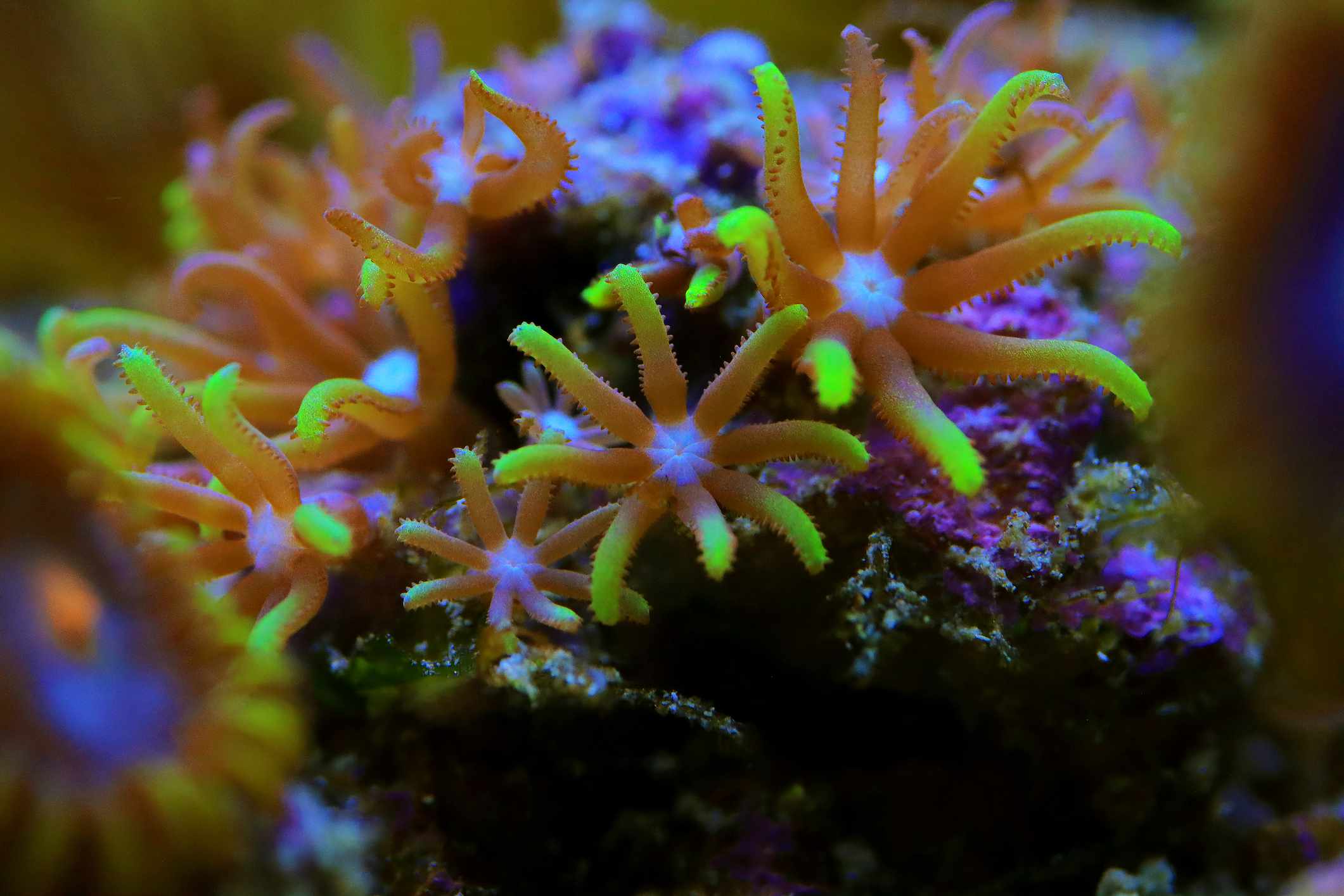 绿星珊瑚虫