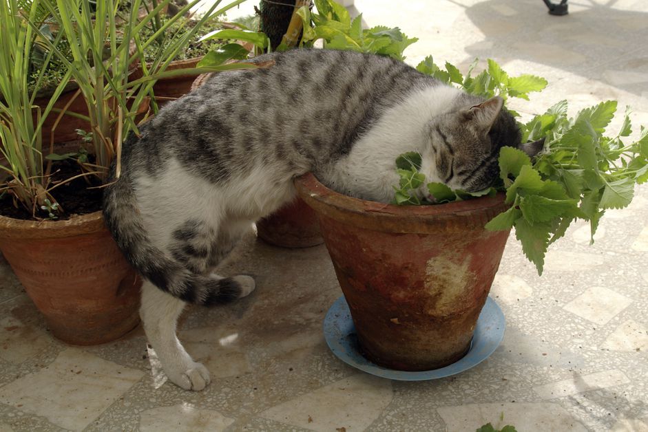 家猫吃猫薄荷