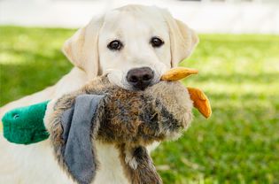 拉布拉多猎犬叼着玩具鸭