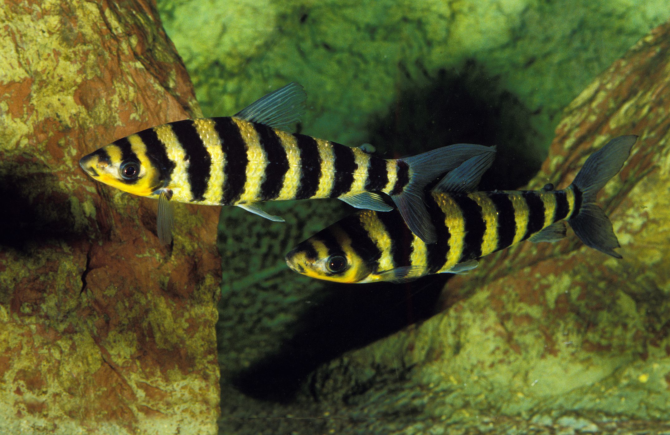 Two banded leporinus in an aquarium
