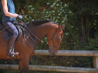 Woman riding horse with bitless bridle