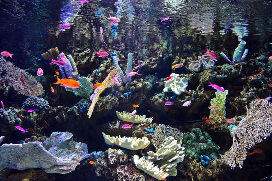 活的岩石和珊瑚鱼水族馆