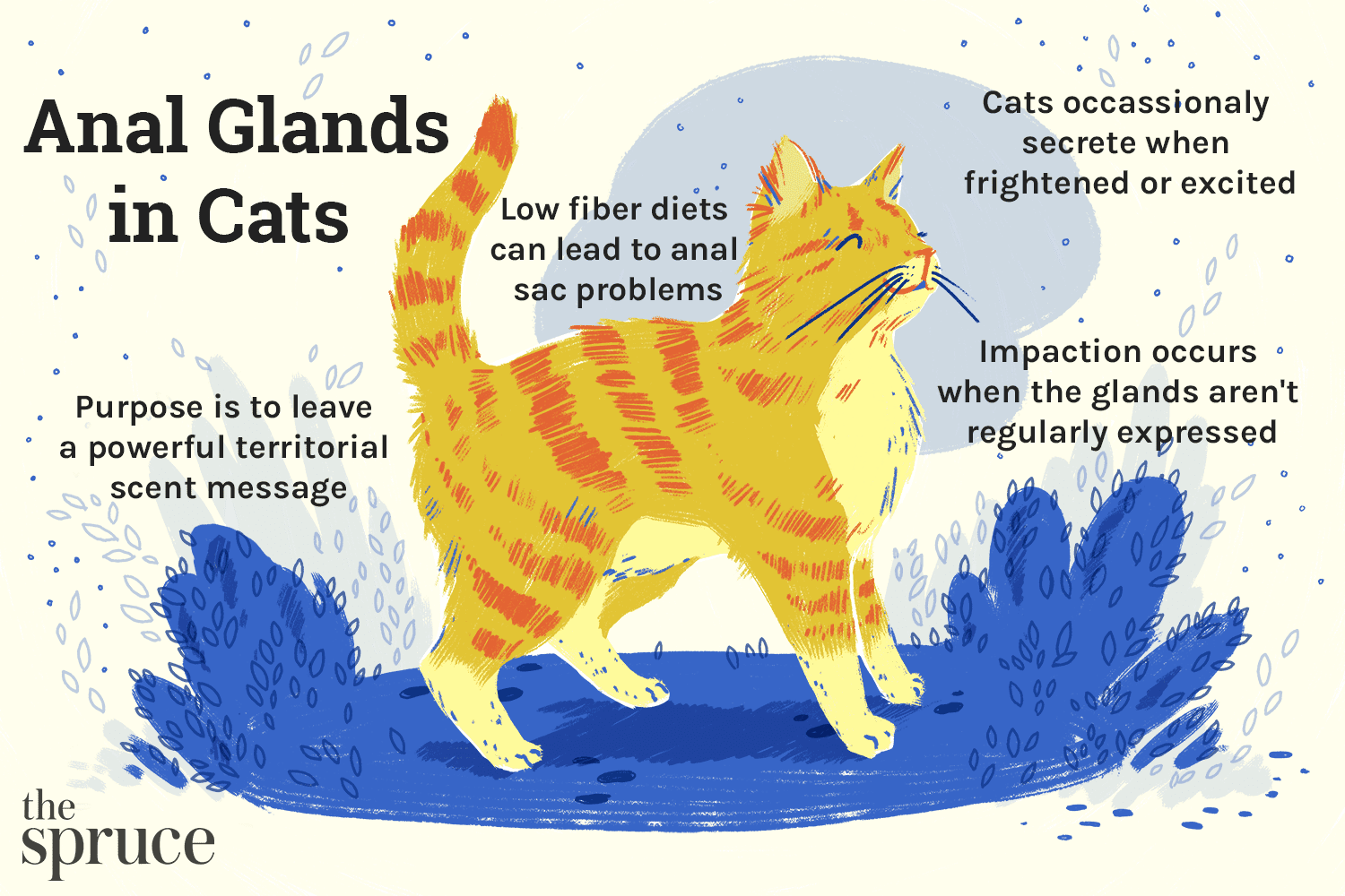 猫的肛腺:功能和目的