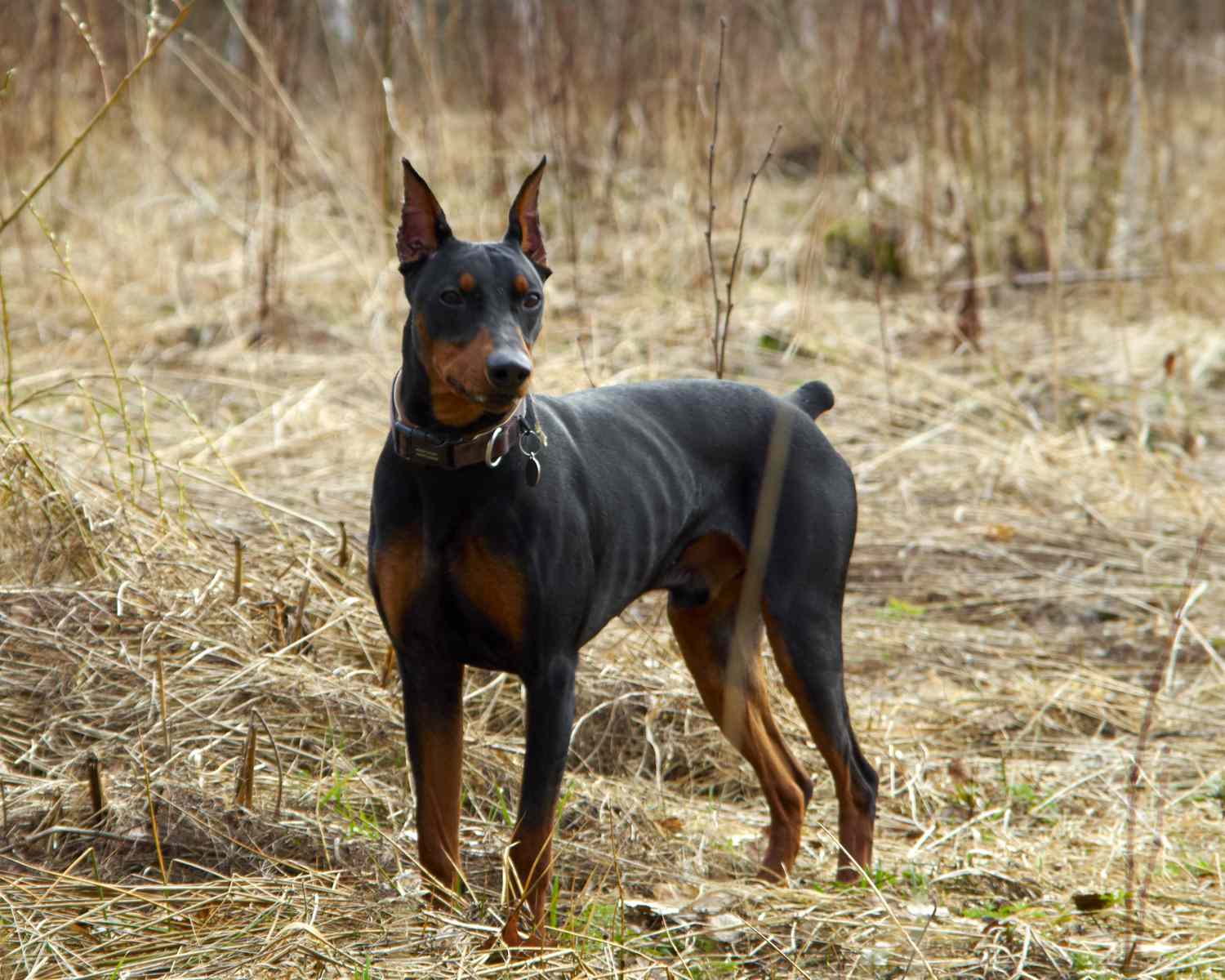 德国猎犬站在树林里