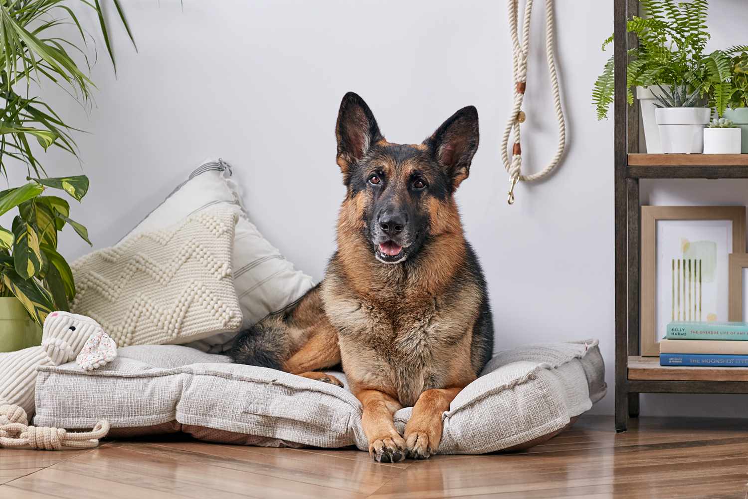 德国牧羊犬