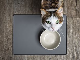 White and tortoiseshell cat at her food bowl and looking up at the camera