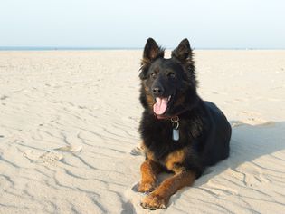 沙滩上的一只成年捷克牧羊犬