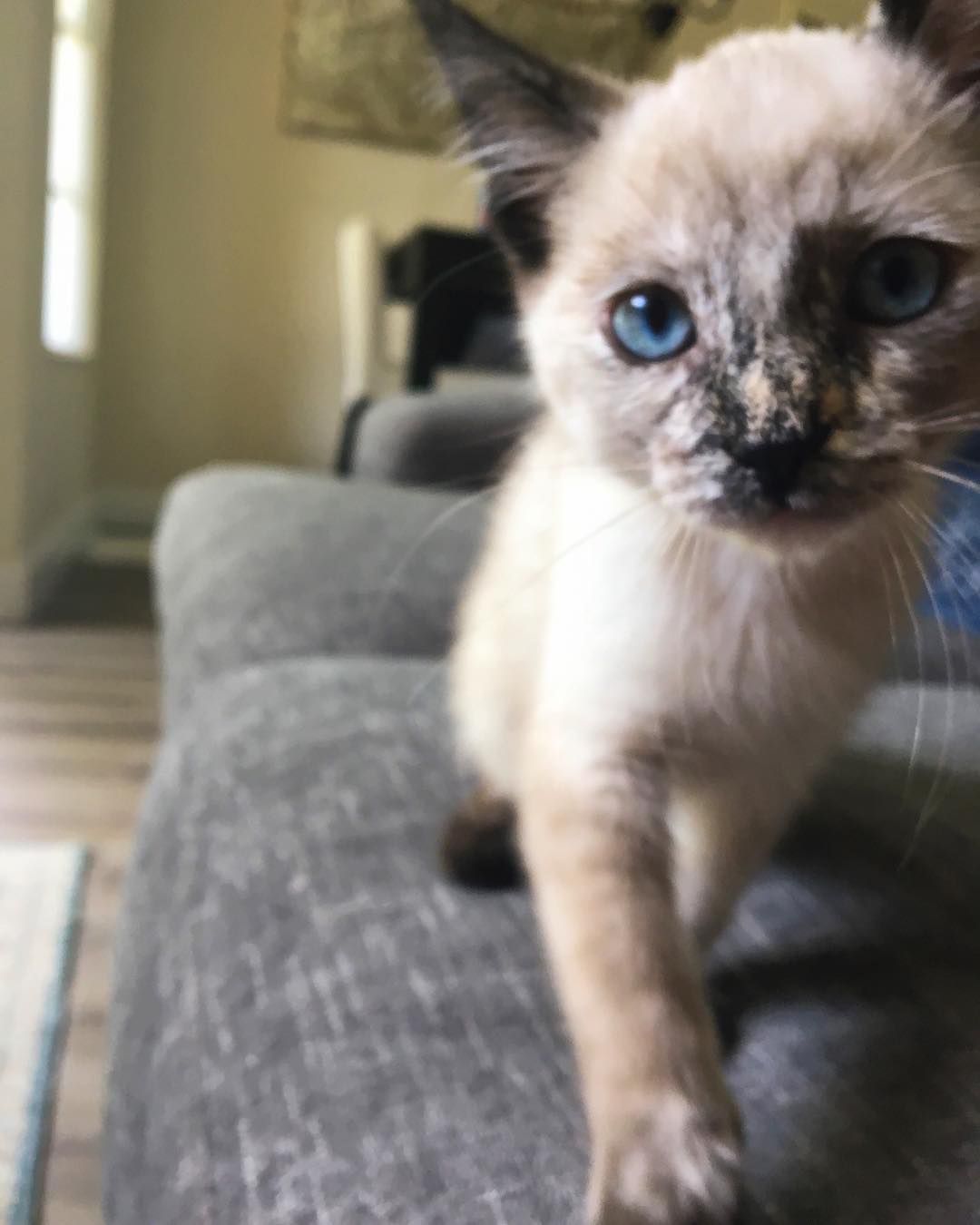 一个小猫的小木屋
