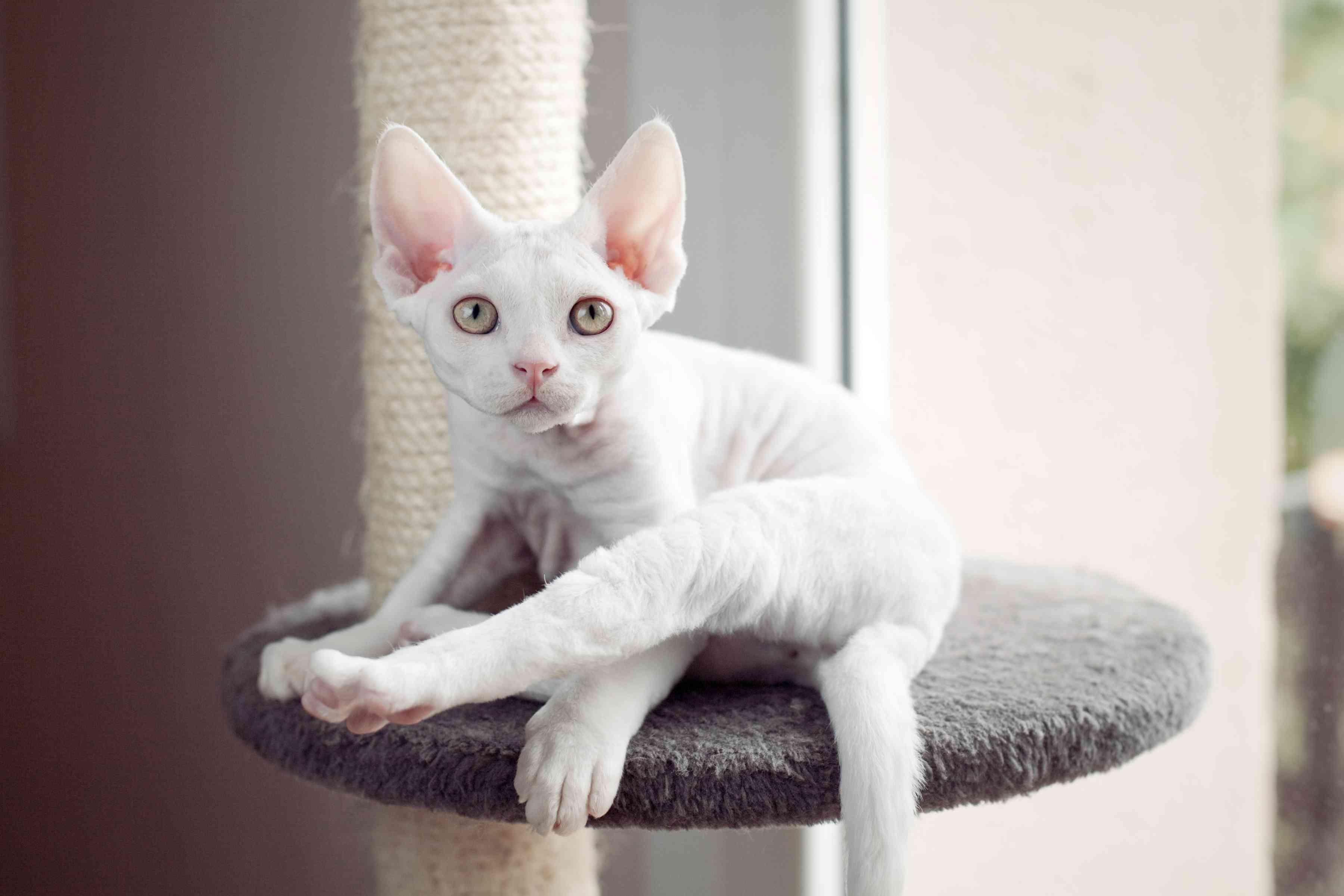 猫栖上的白德文郡獭兔