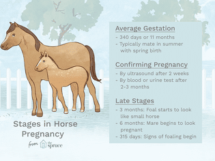 An illustration of the stages of horse pregnancy