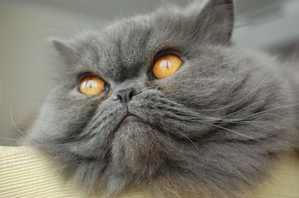 一个黄色的黄色眼睛和黄色的猫。