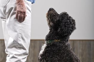 寻求指导的葡萄牙水犬
